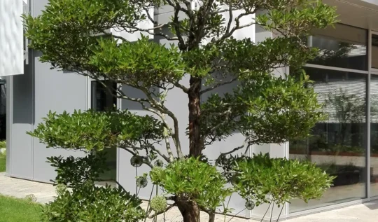 Baumeinfassung 3